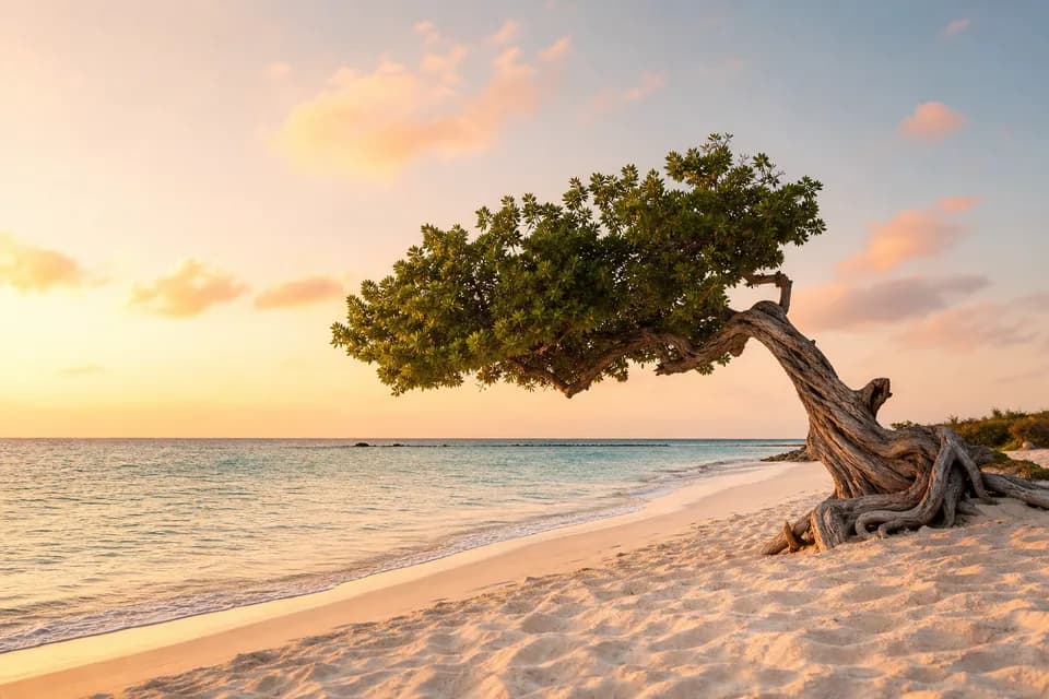 Divi-divi tree on an Aruba beach at sunset